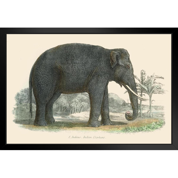 Indian Elephant Vintage 1803 Illustration Indian Elephant Wall Art Elephant Posters For Wall Elephant Art Print Elephants Wall Decor Photo Of Elephant